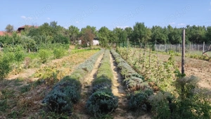 Casa de vânzare în loc.Halmeu - imagine 10