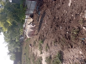 De vânzare porci braila - imagine 5 De vânzare porci braila - imagine 5