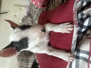  Pui Bull Terrier disponibili   5 exemplare - imagine 4
