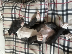  Pui Bull Terrier disponibili   5 exemplare - imagine 5