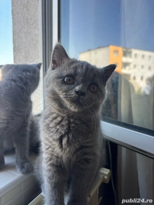 Pisicuțe British Shorthair