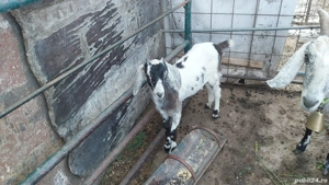 vând ieduta angronubiană detrei luni - imagine 4 vând ieduta angronubiană detrei luni - imagine 4