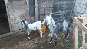 vând ieduta angronubiană detrei luni - imagine 2 vând ieduta angronubiană detrei luni - imagine 2