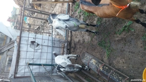 vând ieduta angronubiană detrei luni - imagine 3 vând ieduta angronubiană detrei luni - imagine 3