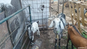 vând ieduta angronubiană detrei luni