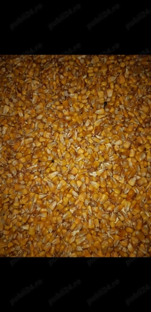 Porumb si floarea soarelui de vanzare