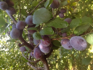 Vînzare fructe din livada proprie Bucsoaia