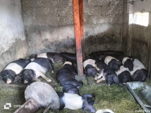 Bazna de Bazna, CRESCUȚI CA LA CARTE! Dispun și de cântar! - imagine 3