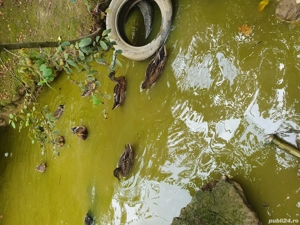 vînd rațe sălbatice tineret  - imagine 2 vînd rațe sălbatice tineret  - imagine 2