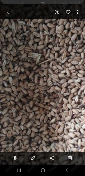 Am grau  porumb si floarea soarelui 