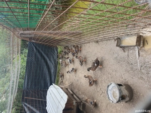 vînd rațe sălbatice tineret  - imagine 3 vînd rațe sălbatice tineret  - imagine 3