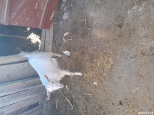 Vănd doi iezi de rasă