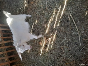 Vănd doi iezi de rasă - imagine 5 Vănd doi iezi de rasă - imagine 5