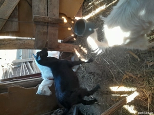 Vănd doi iezi de rasă - imagine 3 Vănd doi iezi de rasă - imagine 3