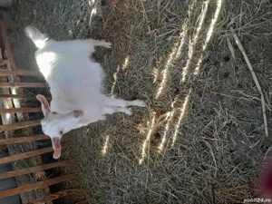 Vănd doi iezi de rasă - imagine 2 Vănd doi iezi de rasă - imagine 2