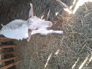 Vănd doi iezi de rasă - imagine 4 Vănd doi iezi de rasă - imagine 4