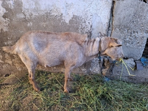 Vand tap pentru consum.