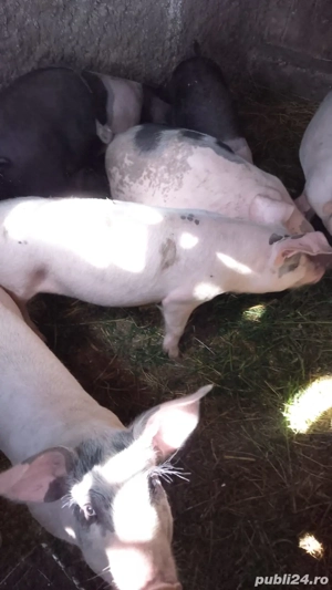 Vând porc  - imagine 3 Vând porc  - imagine 3