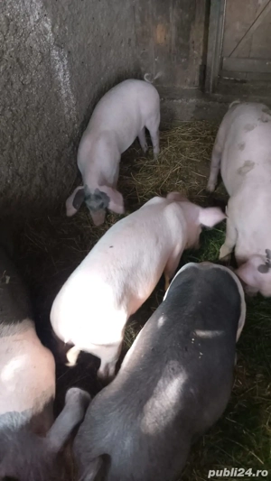 Vând porc  - imagine 4 Vând porc  - imagine 4