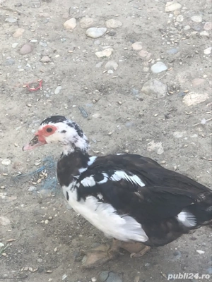 rate lesesti mute - imagine 3 rate lesesti mute - imagine 3