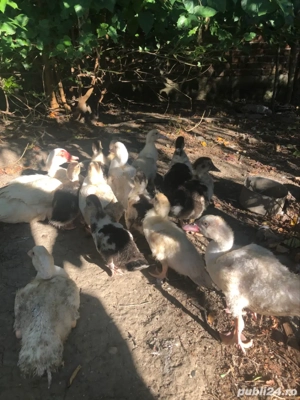 rate lesesti mute - imagine 4 rate lesesti mute - imagine 4