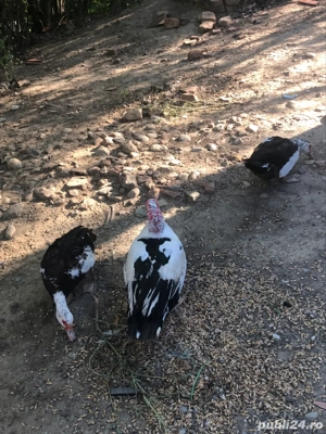 rate lesesti mute - imagine 2 rate lesesti mute - imagine 2