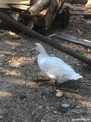 rate lesesti mute - imagine 5 rate lesesti mute - imagine 5