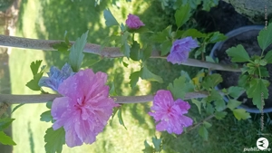 Vand plante de exterior .