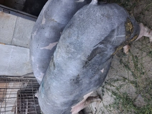 Scroafe de reproducție sau taiat - imagine 5