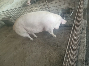 Vând porci - imagine 3