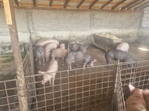 Vând porci - imagine 2