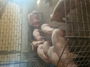 Vând porci - imagine 4