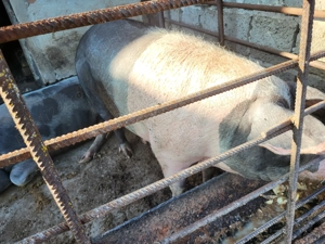 Se vinde porc crescut natural - imagine 2 Se vinde porc crescut natural - imagine 2