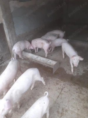 Grostei de rotisor de vanzare! - imagine 2 Grostei de rotisor de vanzare! - imagine 2