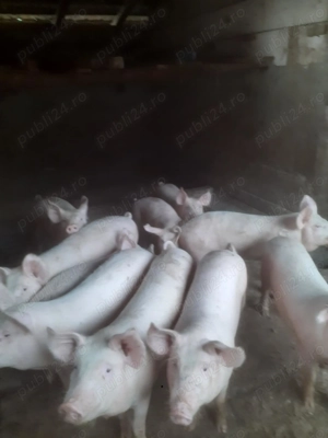 Grostei de rotisor de vanzare!