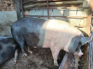 Se vinde porc crescut natural