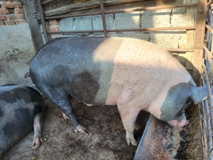 Se vinde porc crescut natural - imagine 3 Se vinde porc crescut natural - imagine 3