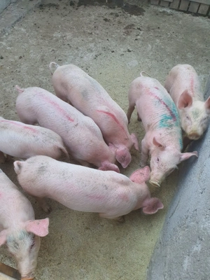 Vând purcei!! - imagine 2