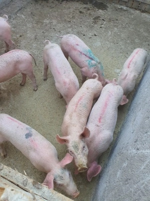 Vând purcei!! - imagine 3