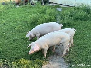 purcei de vanzare - imagine 3