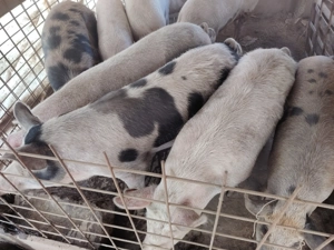 Porci de vânzare 15 lei kg 