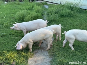 purcei de vanzare - imagine 2