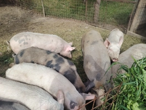 Porci de vânzare 15 lei kg  - imagine 2
