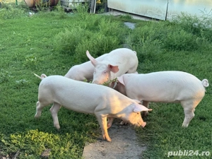 purcei de vanzare - imagine 4