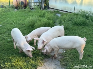 purcei de vanzare - imagine 5