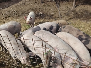 Porci de vânzare 15 lei kg  - imagine 3