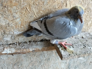 Vand pui porumbei voiajori - imagine 4