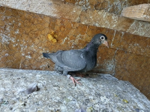 Vand pui porumbei voiajori - imagine 5