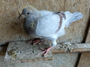 Vand pui porumbei voiajori - imagine 3