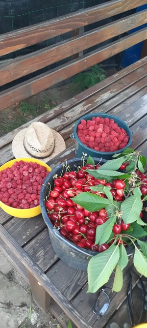 Livadă de vânzare  - imagine 3